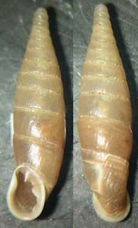 Tabella della Famiglia Clausilidae